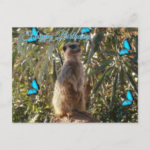 Meerkat And Blue Butterflies, Birthday Postcard