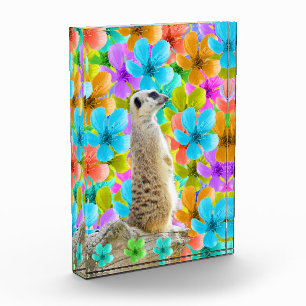 Meerkat And Multi Coloured Blossoms, Photo Block