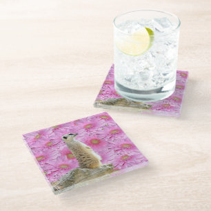 Meerkat And Pink Gerbera Flowers, Glass Coaster