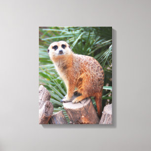 Meerkat animal canvas print