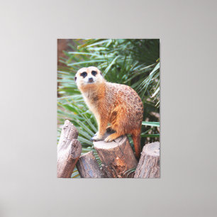Meerkat animal canvas print