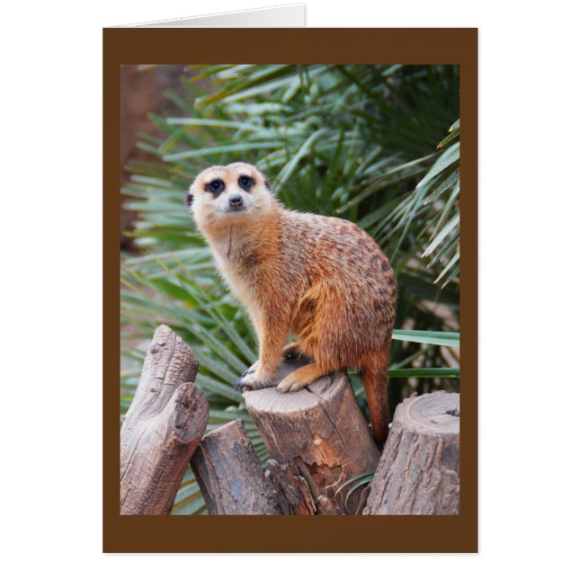 Meerkat animal card (Front)