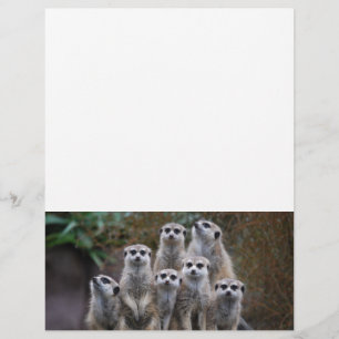 Meerkat Animal Safari Africa Cute Suricate