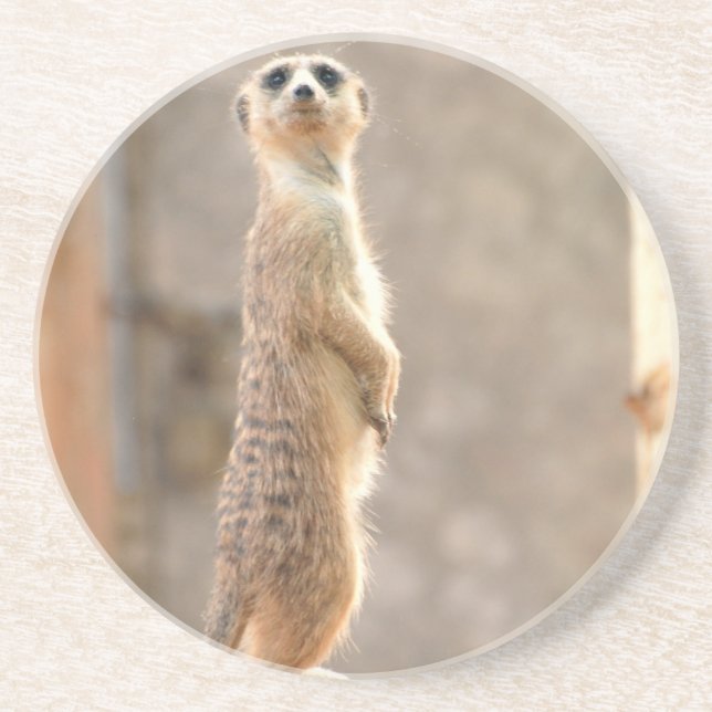 Meerkat at Attention Coasters (Front)