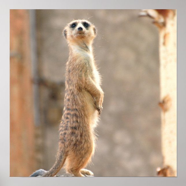 Meerkat at Attention Poster (Front)