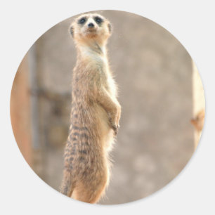 Meerkat at Attention Stickers