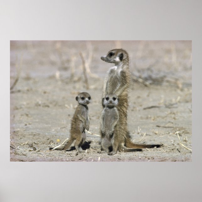 Meerkat Baby Sitter And Pups (Suricata Suricata) Poster (Front)