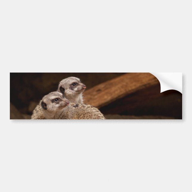 Meerkat Background Bumper Sticker (Front)