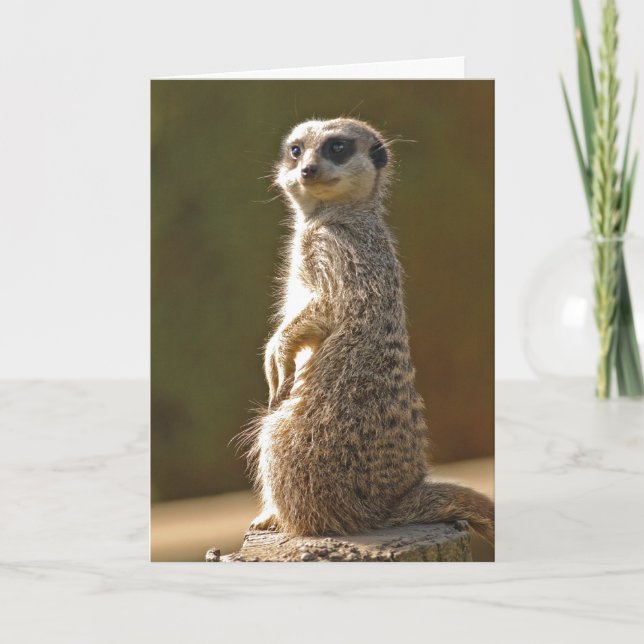 Meerkat Birthday Card (Front)