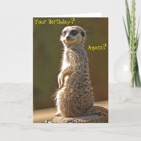 Meerkat Birthday Card | Zazzle.co.uk