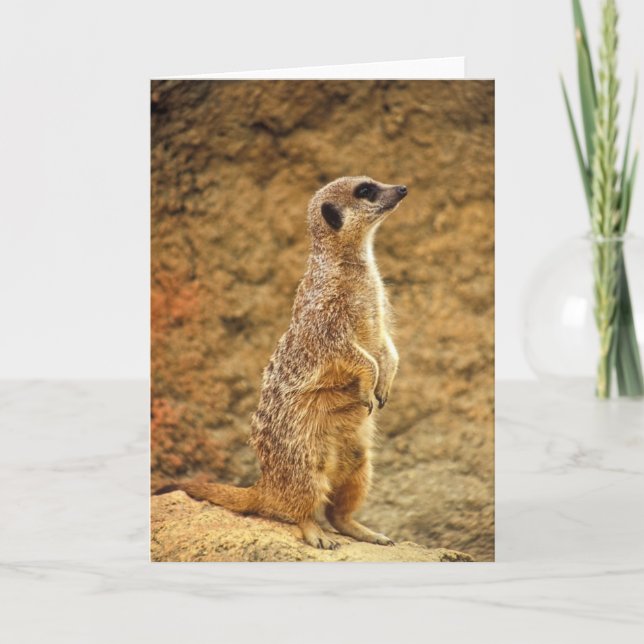 Meerkat - Blank Greeting Card (Front)