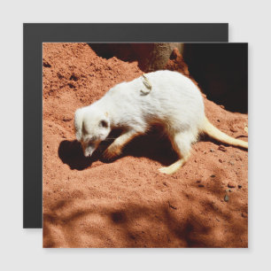 Meerkat Bug Eliminator, Magnetic Card