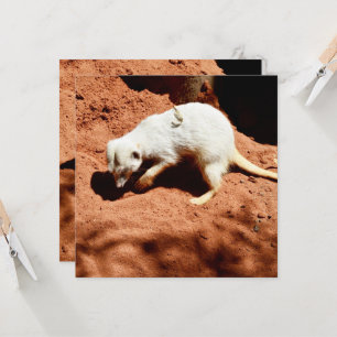 Meerkat Bug Eliminator, Reversible Flat Card