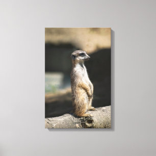 Meerkat Canvas Print