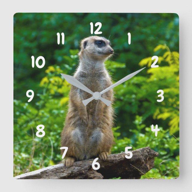 Meerkat Clock (Front)