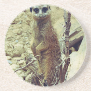 Meerkat Coaster