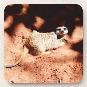 Meerkat Digging In Dirt, Coaster