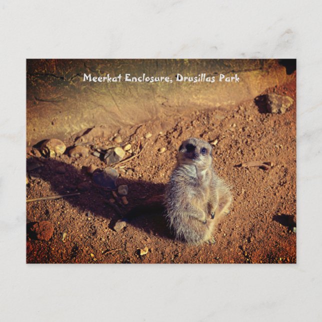 Meerkat Enclosure, Drusillas Park  Postcard (Front)