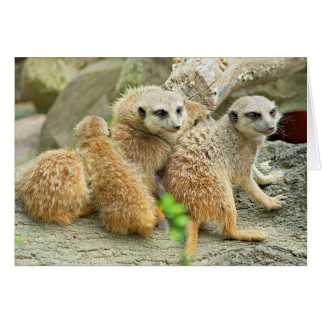 Meerkat Family - Card (Front Horizontal)