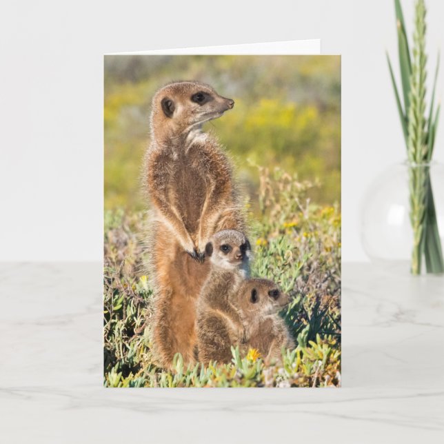 Meerkat Family Portrait Card (Front)