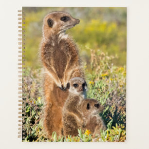 Meerkat Family Portrait Planner