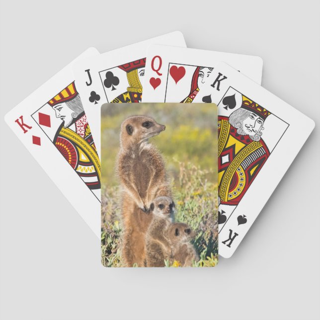 Meerkat Family Portrait Playing Cards (Back)