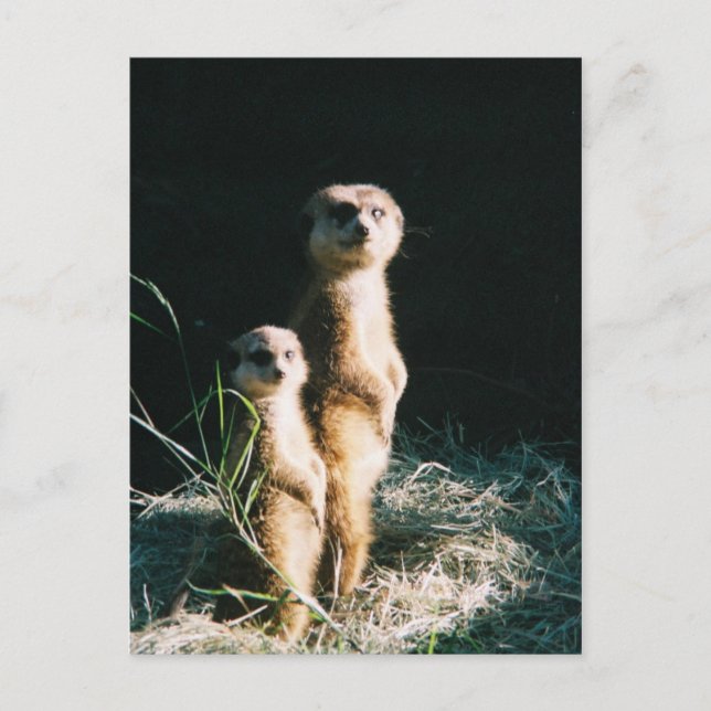 Meerkat Friends Post Card (Front)
