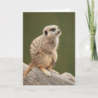 Meerkat Greeting Card