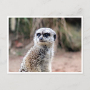 meerkat guard postcard