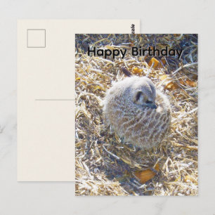 Meerkat Has Made A Nest, Birthday Postcard