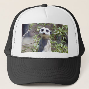 Meerkat Hat