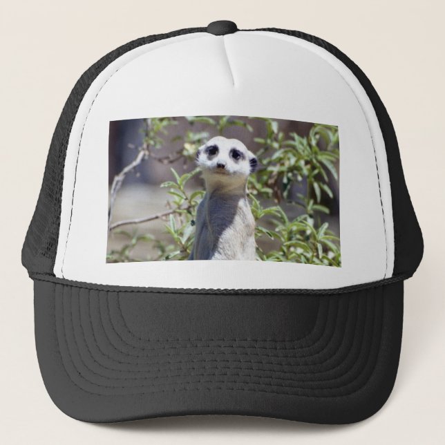 Meerkat Hat (Front)