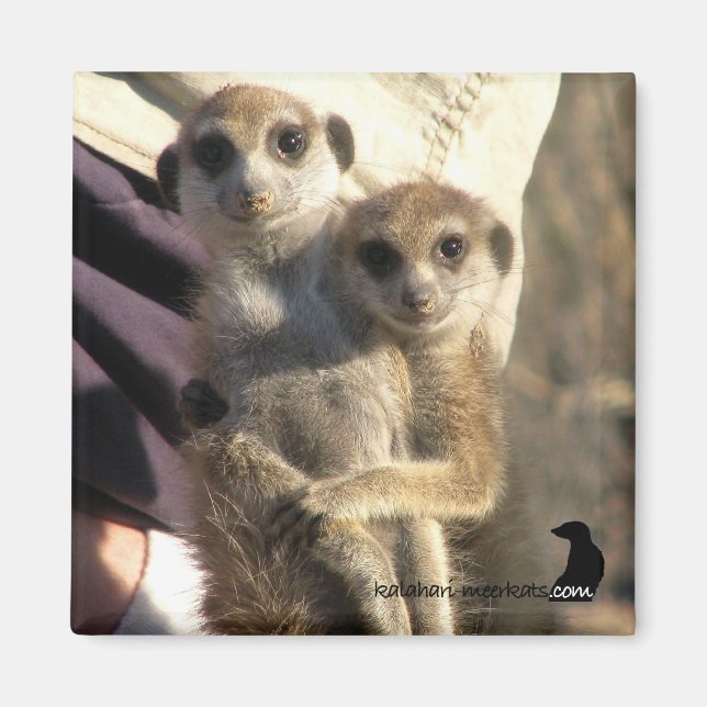 Meerkat Hug a Friend - Magnet (Front)