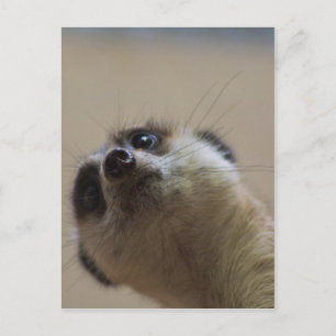 Meerkat Looking Dramatic Postcard