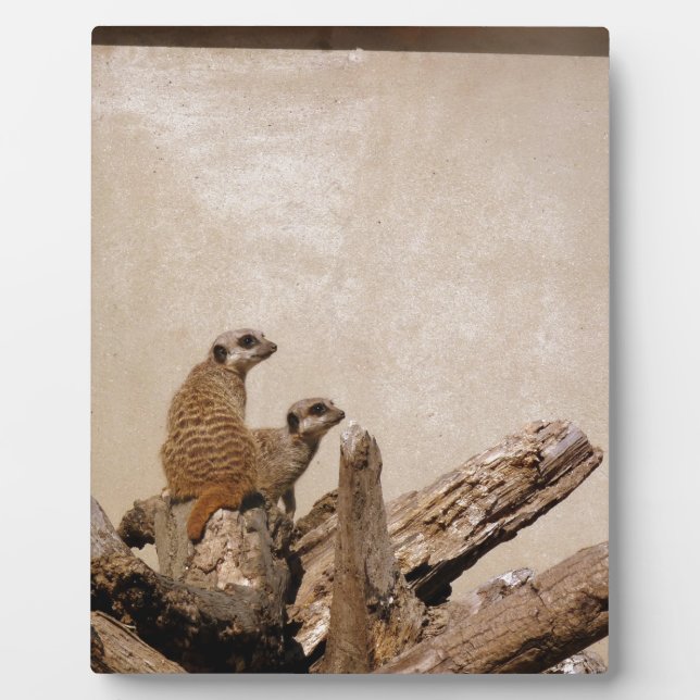 Meerkat Lookout Plaque (Front)