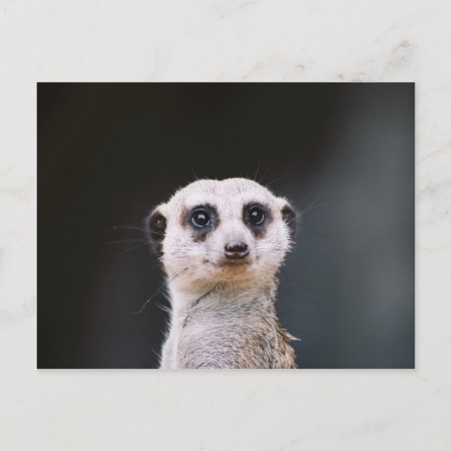 Meerkat Lookout Postcard (Front)
