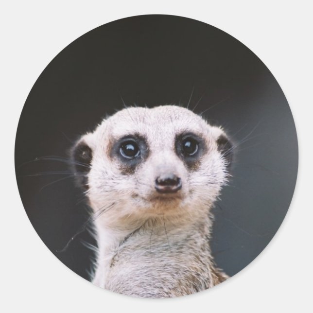 Meerkat Lookout round sticker (Front)