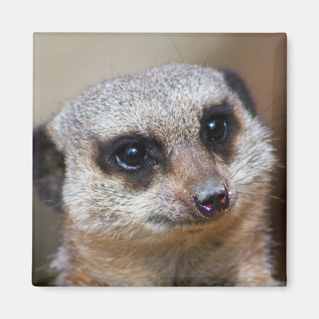 Meerkat Magnet (Front)