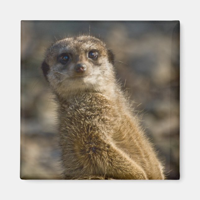 Meerkat Magnet (Front)