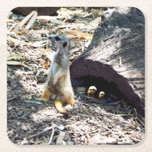 Meerkat Mom With Her Kids, Paper Party Coasters