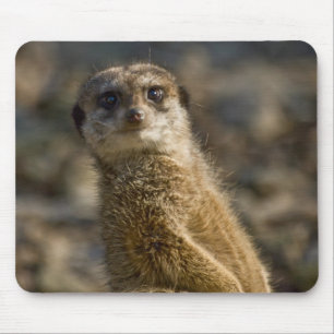 Meerkat Mouse Mat