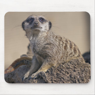 Meerkat Mousemat