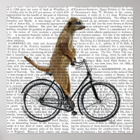 Meerkat on Bicycle