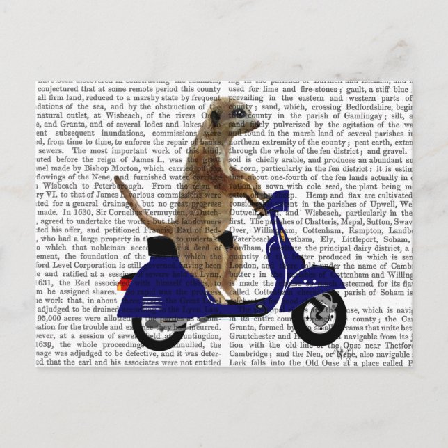 Meerkat on Dark Blue Moped Postcard (Front)