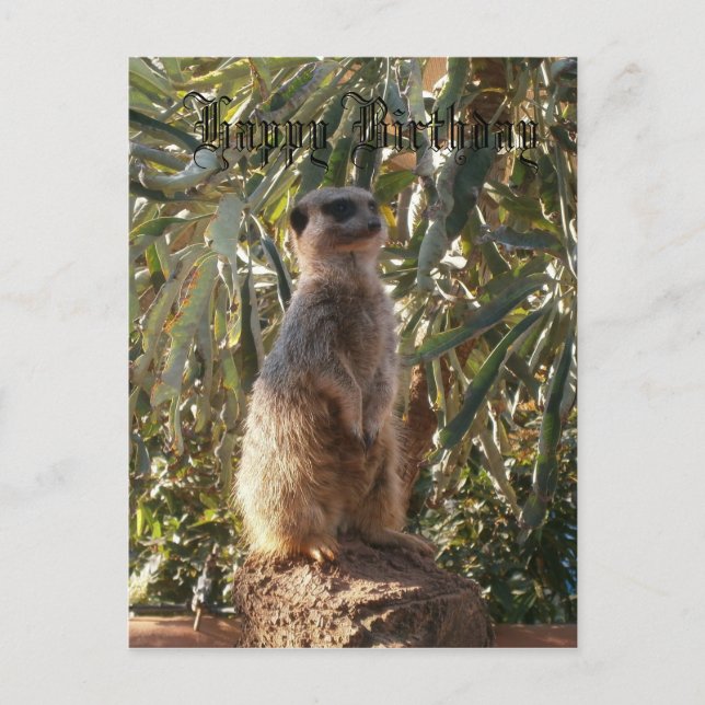 Meerkat On Guard Duty, Happy Birthday Postcard (Front)
