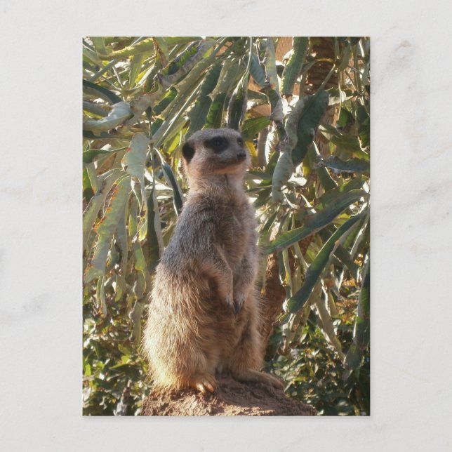 Meerkat On Guard Duty, Postcard (Front)