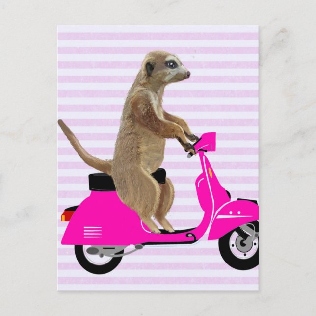 Meerkat on Pink Moped 2 Postcard (Front)