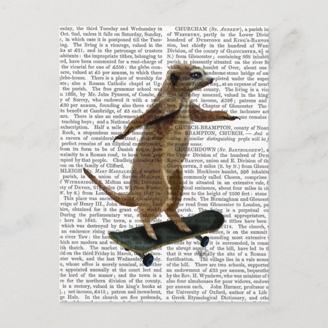 Meerkat On Skateboard 2 Postcard (Front)