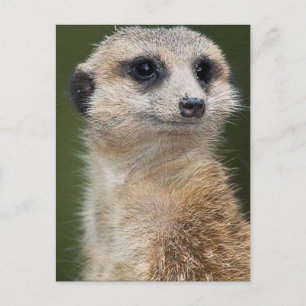 Meerkat on the look out postcard