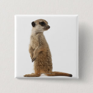 Meerkat or Suricate - Suricata suricatta 15 Cm Square Badge